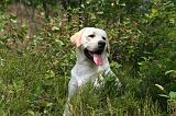 LABRADOR 1233